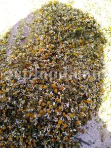 Dried chamomile for sale. Chamomile for sale. Buy chamomile. Bulk chamomile. Bulk chamomile tea. Dried chamomile flowers wholesale price. Buy chamomile tea. Dried chamomile flowers bulk.