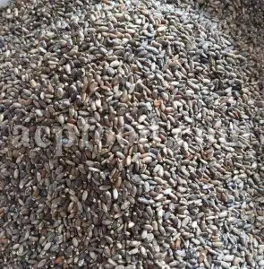 Milk Thistle seed for sale. Buy Milk Thistle seeds. Milk Thistle seeds wholesale price. Bulk Milk Thistle. Organic Milk Thistle seeds. Milk Thistle herbs for sale. Silybum marianum seeds purchase. Buy Blessed Thistle seeds. Cardo Mariano seeds in bulk. Thistle seedling in bulk. Silybum seeds buy. Holy Blessed milk thistle.