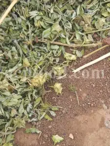 Buy Tribulus terrestris. Bulk Tribulus terrestris. Tribulus terrestris for sale. Tribulus terrestris price. Tribulus bulk.