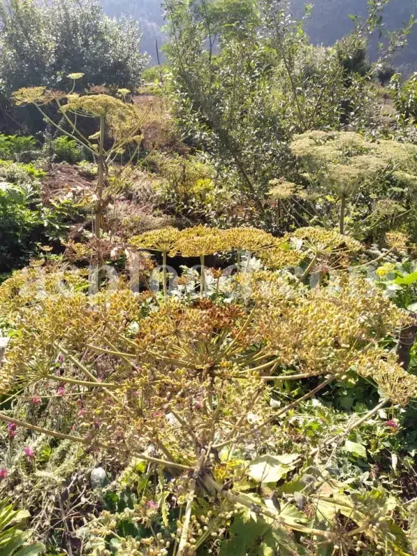 High Quality Aromatic Heracleum Persicum Seeds for sale. Bulk Persian Hogweed. Buy Angelica Seeds with the Best Price. Angelica Golpar for sale.