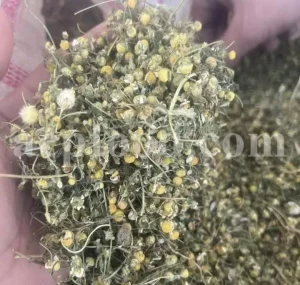 Dried chamomile for sale. Chamomile for sale. Buy chamomile. Bulk chamomile. Bulk chamomile tea. Dried chamomile flowers wholesale price. Buy chamomile tea. Dried chamomile flowers bulk.