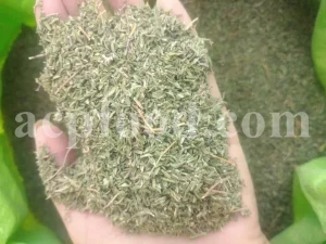 Thyme dried leaves for sale. Bulk dried Thyme leaves. Dried thyme herb wholesale price. Buy Thyme leaves dried.