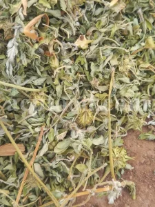 Buy Tribulus terrestris. Bulk Tribulus terrestris. Tribulus terrestris for sale. Tribulus terrestris price. Tribulus bulk.