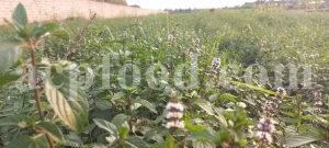 Dried Peppermint leaves for sale. Bulk peppermint leaves. Buy dried mint leaves. Peppermint tea leaves wholesale price. Organic peppermint tea loose leaf in bulk.