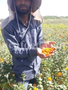 High quality bulk Safflower for sale. Buy Carthamus tinctorius dried petals. Bulk safflower seeds. Carthamus Orange wholesale price. Dried Carthamus Safflower petals.