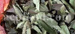 Buy Bay leaves. Bay Leaves for sale. Bay Leaves wholesale price. Bay Laurel for sale. Organic Bay Leaves bulk. Buy Bay Laurel.