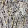 Shirazi mastic resin forming on mastic tree branch