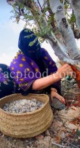 Frankincense wholesale price. Frankincense resin buy. Frankincense resin in bulk. Buy frankincense. Indian frankincense purchase. Boswellia Frankincense wholesale price. Frankincense near me. Boswellia Indian Frankincense. Buy Boswellia serrata olibanum.
