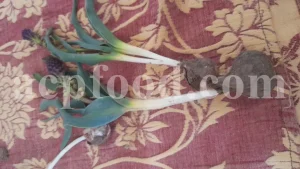 Salep for sale. Buy pure Sahlep. Orchis mascula for sale. Orchis maculata wholesale price. Early Purple Orchid for sale.