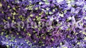 Dried Blue Mallow for sale. Buy dried Blue Mallow flowers. Buy Mallow. Mallow Buy. Bulk Malva sylvestris zebrina flowers. Mallow Malva sylvestris zebrina wholesale price. Mallow sylvestris flowers purchase. Bulk malva seed. Malva sylvestris seed for sale.