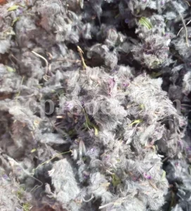 Bulk Stachys lavandulifolia for sale. Buy Pink Cotton Lamb’s Ear. Buy High Quality Stachys with the Best Price.