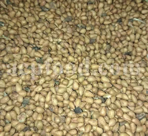 Prunus lycioides fruit for sale. Amygdalus lycioides fruit wholesale price. Buy mountain almond. Wild almond in bulk. Wild almond fruit puchase. Bulk wild almond seeds. Wild badam for sale.