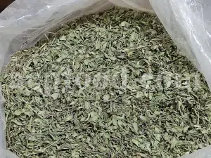Persian Zizizphora for sale. Bulk Ziziphora tenuior dried leaves. Buy Persian Ziziphora. Ziziphora tenuior dried leaves wholesale price.
