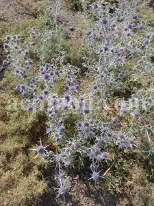 Blaukappe Sea Holly for sale. Buy Eryngium planum big blue. Buy Eryngium planum fluela. Eryngium planum leaves wholesale. Eryngo tea in bulk. Eryngium hobbit purchase. Seaside eryngo for sale.