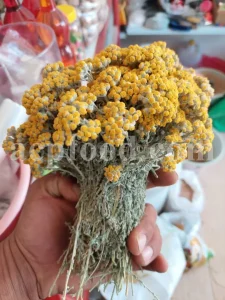 Yarrow for sale. Buy common yarrow. Bloodwort wholesale. Milfoil price. Dried yarrow for sale. Yarrow price. Dried yarrow flowers for sale. Yarrow tea where to buy. Achillea dried for sale. Buy yarrow tea. Bulk milfoil yarrow tea. White yarrow tea in bulk. Yarrow plant tea purchase. Milfoil tea price.