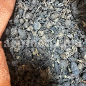 Nut grass root wholesale. Nut grass rhizome buy. Bulk nutgrass rhizome. Cyperus rotundus root for sale. Nutsedge root in bulk. Cyperus rhizome purchase. Buy nagarmotha root. Nutgrass galingale rhizome for sale.