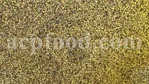 Bulk coriander seeds. Cilantro seeds bulk. Dhaniya wholesale price. Coriandrum sativum seeds. Coriandrum sativum cilantro. Coriandrum sativum coriander. Coriander seeds wholesale. Coriander seeds wholesale price.