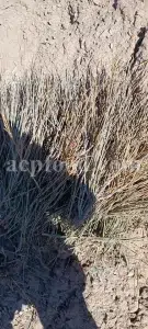 Buy ephedra. Ephedra price. Purchase ephedra. Ma huang for sale. Buy ephedra online. Buy ma huang. Buy ephedra powder. Buy ma huang online. Buy ma huang powder. Ephedra for sale online. Ephedra ma huang for sale. Ephedra order. Ma huang purchase. Purchase ma huang. Ma huang herb for sale. Ma huang tang buy.