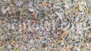 Common rue for sale. Buy ruta graveolens. Ruta graveolens for sale. Rue herb buy. Ruta graveolens near me. Ruta graveolens where to buy. Rue for sale. Rue price. Dried rue wholesale. Herb of grace rue. Buy common rue ruta graveolens. Common rue near me. Purchase common rue. Herb of grace for sale.