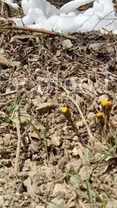 Dried Coltsfoot for sale. Coltsfoot herb wholesale price. Buy Coltsfoot. Coltsfoot for sale. Bulk Coltsfoot leaves. Tussilago farfara leaves purchase.