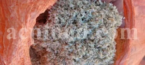 Felty germander wholesale. Buy Germander. Teucrium polium for sale. Bulk teucrium polium tea.