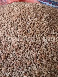 Bulk dried white mulberry. Dried mulberries for sale. Dried white berries in bulk. Buy raw dried mulberries. Purchase sun dried mulberries. Sun dried white mulberries wholesale.