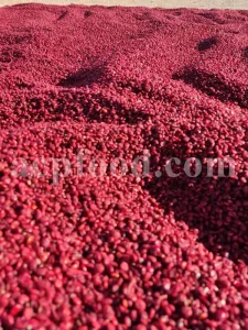 Red Sumac for sale. Buy brown Sumac. Dried Sumac wholesale price. Sumac order. Sumac powder price. Sicilian Sumac in bulk. Sumac Rhus coriaria purchase.
