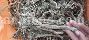 Cichorium intybus tea. Cichorium intybus root. Dried chicory flowers for sale. Buy wild chicory leaves. Buy chicory. Chicory for sale. chicory price. Bulk chicory tea. Chicory root wholesale. Chicory root tea.