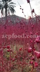 Roselle dried flowers for sale. Dried Rosella flowers. Roselle where to buy. Buy Hibiscus. Hibiscus purchase. Hibiscus flowers near me. Buy hardy Hibiscus. Buy Hibiscus flower. Hardy Hibiscus seeds for sale. Dried Hibiscus flowers wholesale. Whole dried Hibiscus flowers. Buy Hibiscus sabdariffa. Buy Rosella seeds. Hibiscus sabdariffa for sale. Buy Roselle hibiscus. Sorrel Hibiscus sabdariffa for sale.