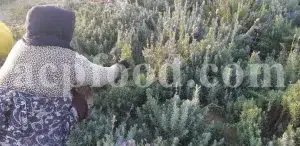 Dried Lavender for sale. Buy dried Lavender. Bulk Lavender. Lavender purchase. Buy Lavender seeds. Lavandula angustifolia for sale. Bulk culinary Lavender. Buy dried Lavender flowers. Buy Lavender to smoke. Lavandula for sale. Lavender to buy dried. English Lavender for sale.