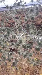 Blaukappe Sea Holly for sale. Buy Eryngium planum big blue. Buy Eryngium planum fluela. Eryngium planum leaves wholesale. Eryngo tea in bulk. Eryngium hobbit purchase. Seaside eryngo for sale.