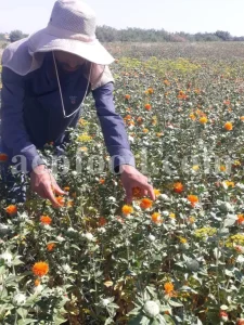 High quality bulk Safflower for sale. Buy Carthamus tinctorius dried petals. Bulk safflower seeds. Carthamus Orange wholesale price. Dried Carthamus Safflower petals.