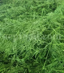 Dried Dill for sale. Buy dried Dill. Dried Dill weed wholesale price. Air dry Dill purchase. Best dried Dill weed. Dill seed for sale. Buy Dill seeds.