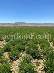 Buy sage dried leaves. Sage leaves for sale. Bulk dried sage leaves. Sage purchase. Dried sage leaves for burning.