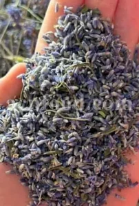Dried Lavender for sale. Buy dried Lavender. Bulk Lavender. Lavender purchase. Buy Lavender seeds. Lavandula angustifolia for sale. Bulk culinary Lavender. Buy dried Lavender flowers. Buy Lavender to smoke. Lavandula for sale. Lavender to buy dried. English Lavender for sale.
