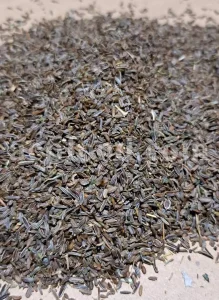 Lovage seeds for sale. Bulk levisticum officinale seeds. Buy lovage seeds. Lovage seeds near me. Bulk maggi plant seeds.