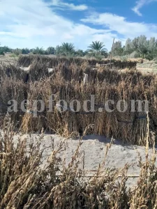 Bulk Sesame seeds. Buy Sesame seeds. Sesame seeds for sale. Brown Sesame seeds wholesale price. Buy Simsim seeds. Bulk roasted white Sesame seeds. Sesame price. Benni seed in bulk. Cost of Sesame seeds. Sesame seeds purchase. Organic Sesame seeds bulk. Sesame seed price. Buy Sesame seeds in bulk. Bulk Sesame. Buy Sesame. Purchase Sesame seeds. Benne seeds for sale. Buy Til seeds. Brown Sesame for sale. Sesame where to buy.