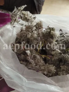 Bulk Stachys lavandulifolia for sale. Buy Pink Cotton Lamb’s Ear. Buy High Quality Stachys with the Best Price.