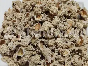 Echinops pungens manna for sale. Manna of Echinops in bulk. Globe Thistle manna wholesale price. Buy Trehala manna. Trehala Beetle Cocoon purchase.