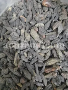 Chebulic myrobalan fruit for sale. Harad fruit wholesale. Myrobalan plum in bulk. Buy terminalia chebula fruit. Bulk terminalia fruit. Cherry plum myrobalan for sale. Emblic myrobalan price.