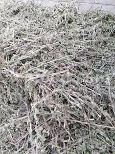 Cichorium intybus tea. Cichorium intybus root. Dried chicory flowers for sale. Buy wild chicory leaves. Buy chicory. Chicory for sale. chicory price. Bulk chicory tea. Chicory root wholesale. Chicory root tea.