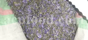 Viola odorata tea for sale. Buy sweet violet dried flowers. Common violet wholesale. English violet in bulk. Viola odorata for sale. Bulk sweet violet tea. Dried sweet violet flowers purchase. Common blue violet tea price.
