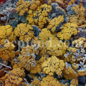 Yarrow for sale. Buy common yarrow. Bloodwort wholesale. Milfoil price. Dried yarrow for sale. Yarrow price. Dried yarrow flowers for sale. Yarrow tea where to buy. Achillea dried for sale. Buy yarrow tea. Bulk milfoil yarrow tea. White yarrow tea in bulk. Yarrow plant tea purchase. Milfoil tea price.