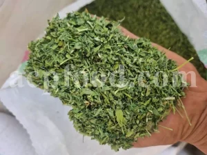 Buy Fenugreek seed. Fenugreek seed for sale. Methi seeds wholesale price. Where can you buy Fenugreek. Organic Methi seeds purchase. Where do I buy Fenugreek seeds. Trigonella foenum graecum seed.