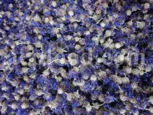 Centaurea cyanus flowers for sale. Buy Cornflower. Cornflower petals wholesale. Dried cornflower in bulk. Bachelor's button dried flowers. Buy blue cornflower. Corn flowers price. Dried cornflowers for sale. Cornflower blue flowers in bulk. Blue cornflower flower. Cornflower price.