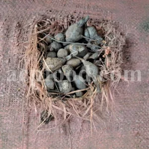 Nut grass root wholesale. Nut grass rhizome buy. Bulk nutgrass rhizome. Cyperus rotundus root for sale. Nutsedge root in bulk. Cyperus rhizome purchase. Buy nagarmotha root. Nutgrass galingale rhizome for sale.
