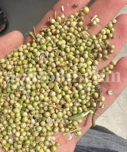 Bulk coriander seeds. Cilantro seeds bulk. Dhaniya wholesale price. Coriandrum sativum seeds. Coriandrum sativum cilantro. Coriandrum sativum coriander. Coriander seeds wholesale. Coriander seeds wholesale price.