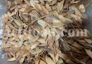 Ash leaf for sale. Ash tree leaves wholesale. Buy ash leaves. Fraxinus excelsior leaf price.