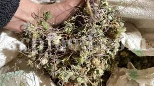 Hyssop wholesale. Hyssopus officinalis dried leaves. Common hyssop dried flowers. Buy hyssop. Hyssop for sale. Hyssop price. Agastache for sale. Hyssop seeds for sale. Buy hyssop near me. Hyssop buy online.