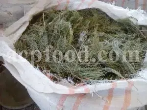 Buy ephedra. Ephedra price. Purchase ephedra. Ma huang for sale. Buy ephedra online. Buy ma huang. Buy ephedra powder. Buy ma huang online. Buy ma huang powder. Ephedra for sale online. Ephedra ma huang for sale. Ephedra order. Ma huang purchase. Purchase ma huang. Ma huang herb for sale. Ma huang tang buy.